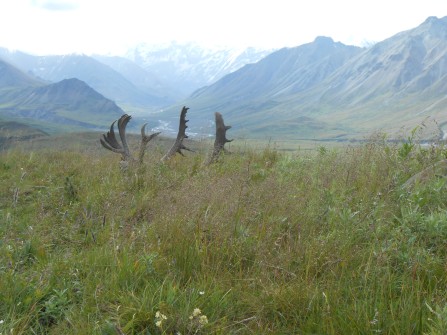 Mountain view in Alaska with caribou rack in foreground