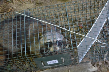 Racoon in trap