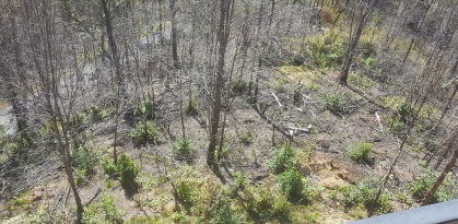 Gatlinburg woods 1 year after forest fires